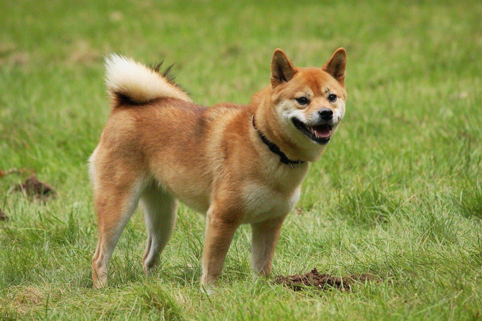 草地でこちらを向いて口を開けている赤毛の柴犬