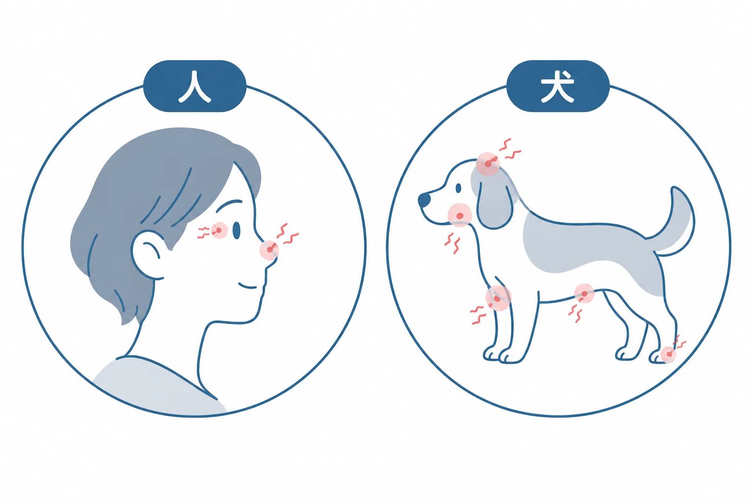 犬のアレルギーは皮膚に出る。人は鼻や目、犬は足先・耳・顔・前足・お腹のかゆみとして現れる