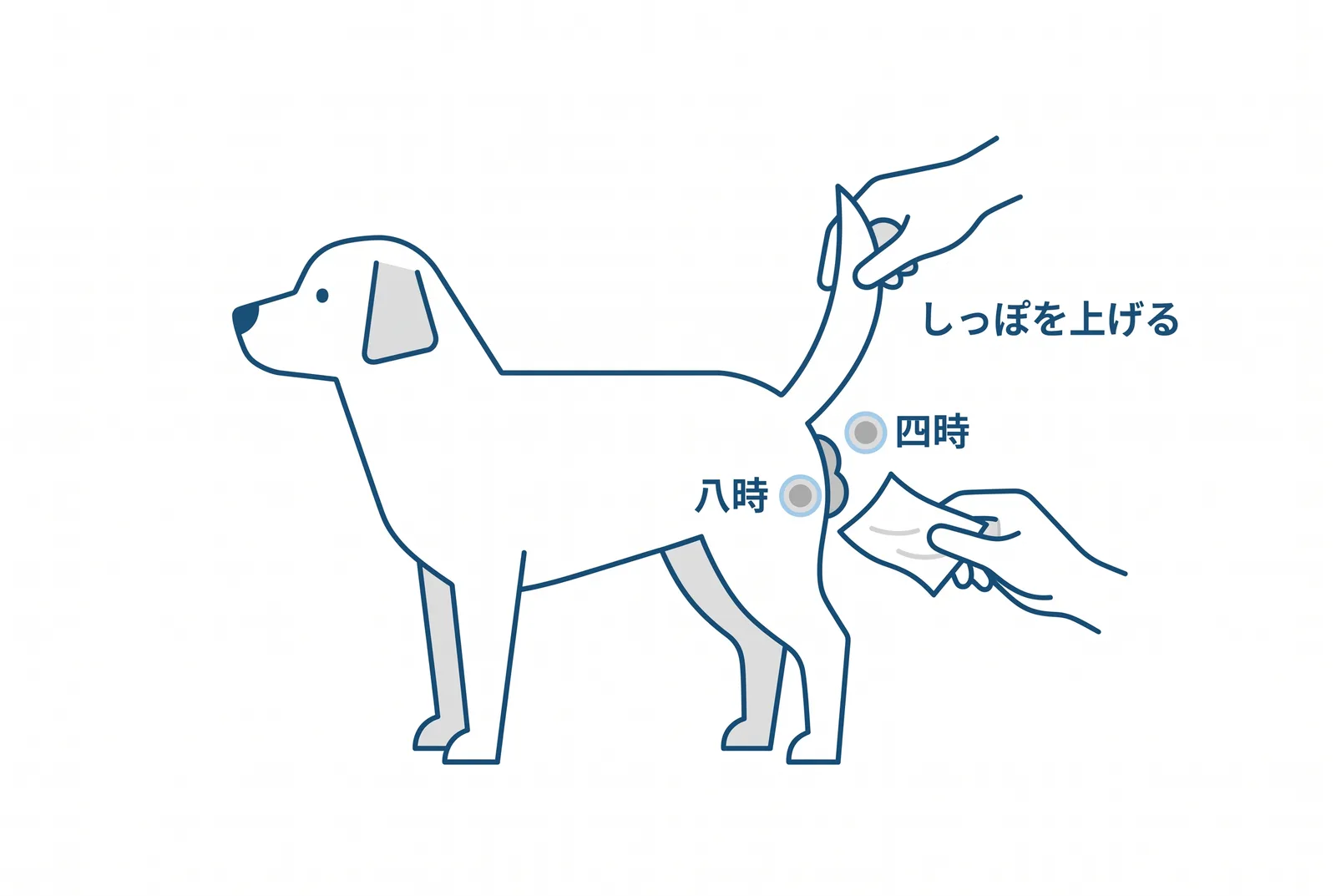肛門腺を絞る姿勢。片手でしっぽを持ち上げ、もう片方の手のティッシュを肛門の下に当てる。腺は四時と八時の位置