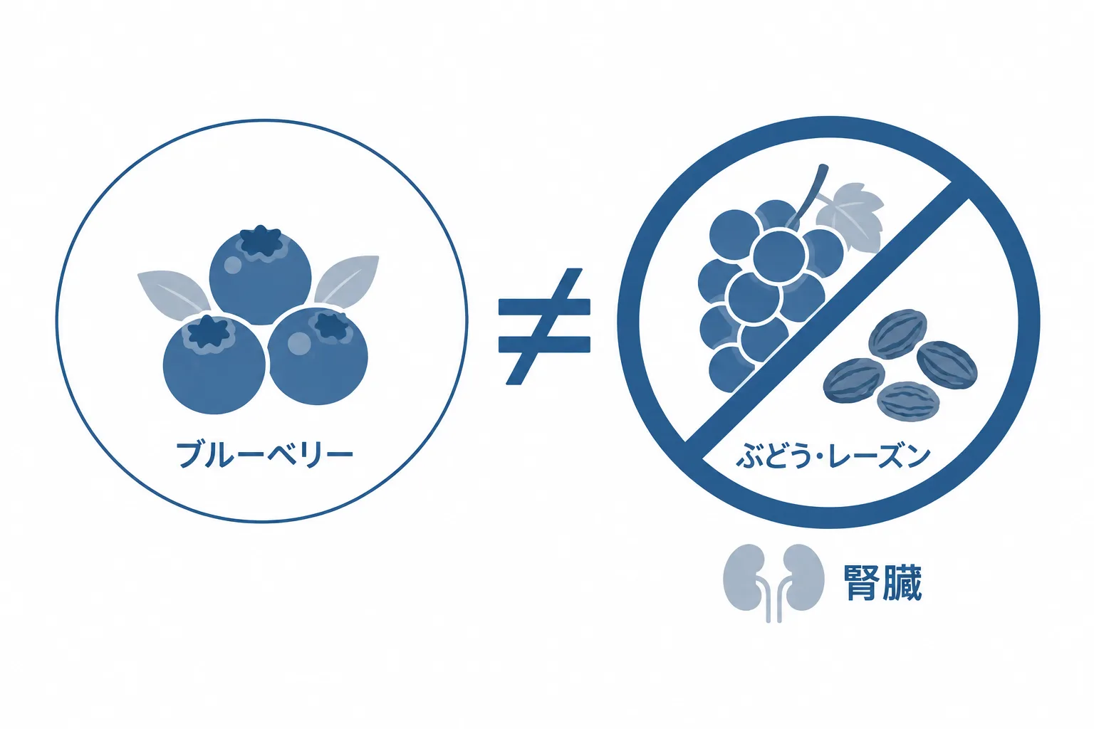 ブルーベリーとぶどう・レーズンは別物。ぶどう・レーズンは腎臓に危険で、安全な量の目安はない