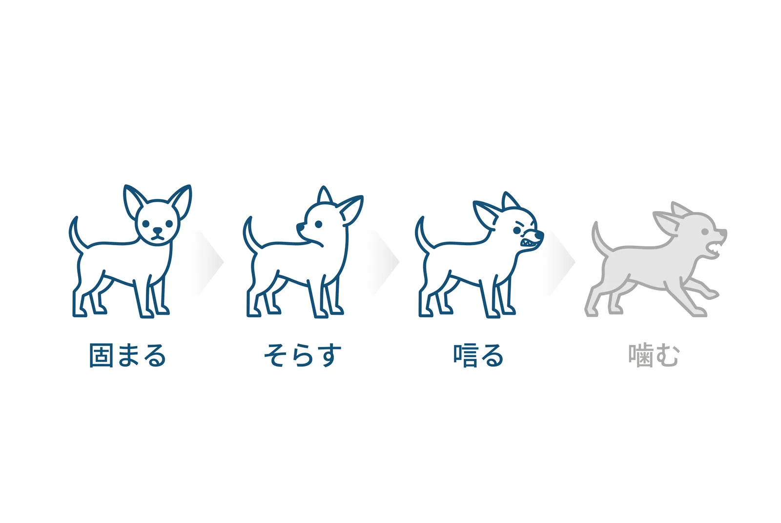 噛むまでに出ている4つの警告サイン。1固まる 2顔をそらす 3唸る 4噛む。3までに距離をとれば止まる。唸りを叱ると警告が消える