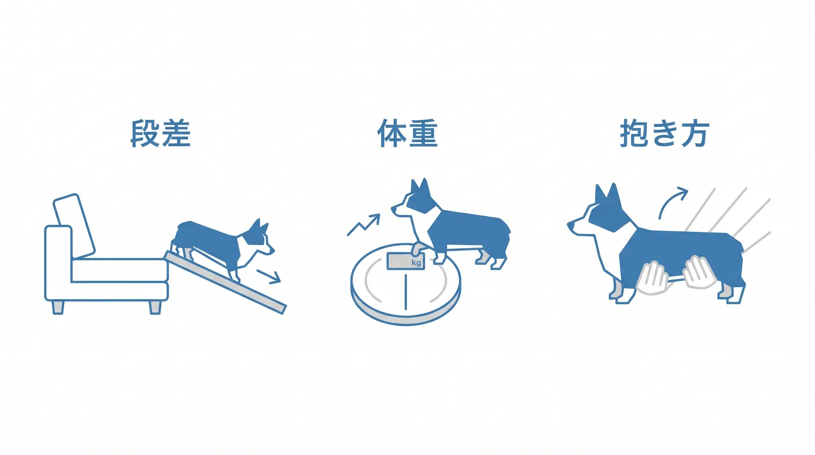 胴が長く足が短い体が暮らしのどこに効くか。段差:飛び降りさせず階段かスロープ。体重:計って上から見て腰のくびれ。抱き方:胸とお尻を両手で支える。急ぐサイン:背中を丸めて動かない、抱くと鳴く、後ろ足がふらつく