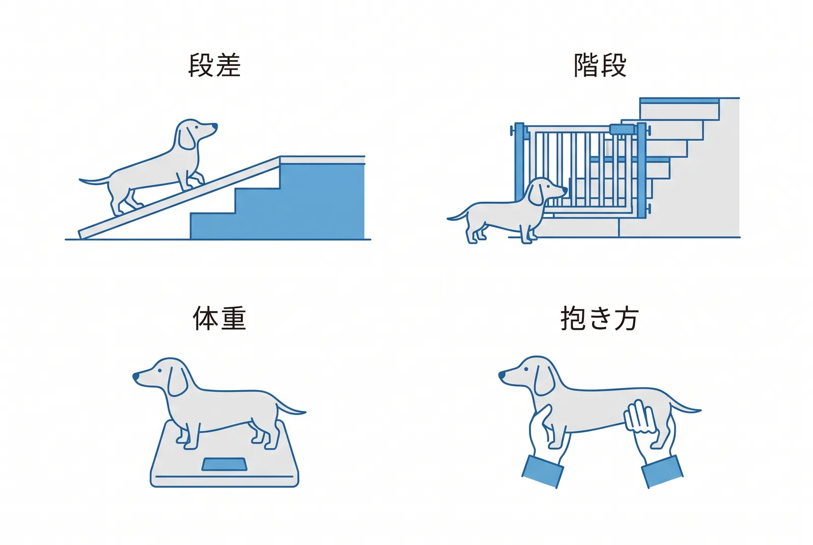 ダックスフンドの背中を守る4つの場面。段差:飛び降りさせず、スロープ。階段:自由に上下させず、抱いて運ぶ。体重:目分量をやめ、計る。抱き方:脇の下だけでなく胸とお尻を両手で。急ぐサイン:背中を丸めて動かない、抱くと鳴く、後ろ足がふらつく、段差を急に嫌がる
