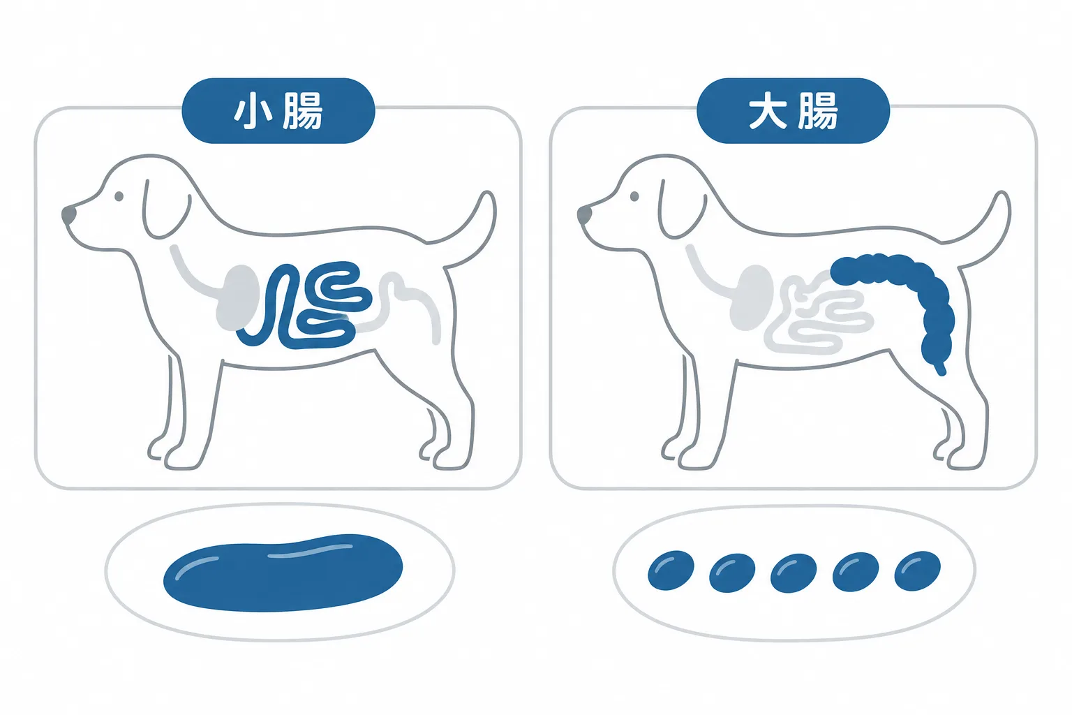 下痢は2つに分かれる。小腸：量が増え、回数はあまり変わらない、黒い血。大腸：回数が増え、量は減り、粘液と鮮やかな赤い血