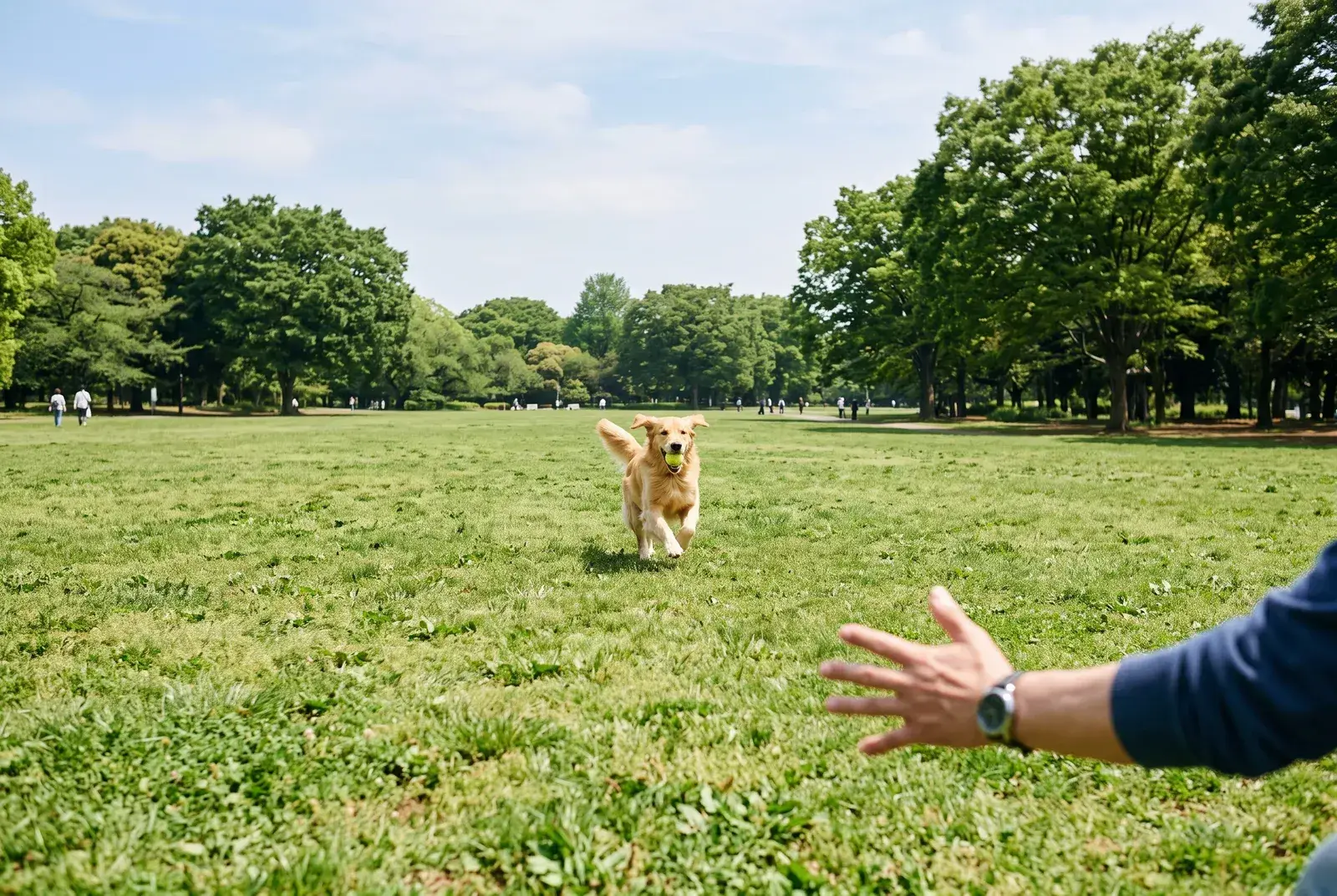 公園でボールをくわえて戻ってくるゴールデンレトリバー。レトリーブは効率のよい運動