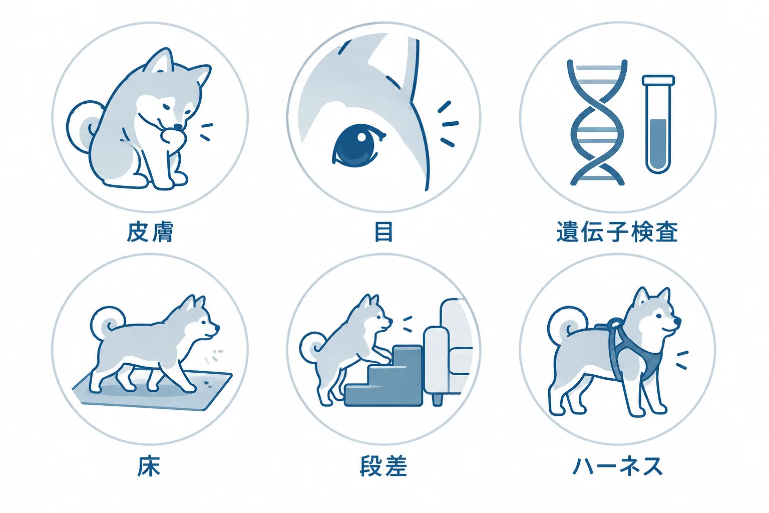 柴犬に共通の気をつける場所と、小さい体で加わる配慮。皮膚のかゆみ、目の変化、両親の遺伝子検査。加えて滑らない床、段差の階段、ハーネス