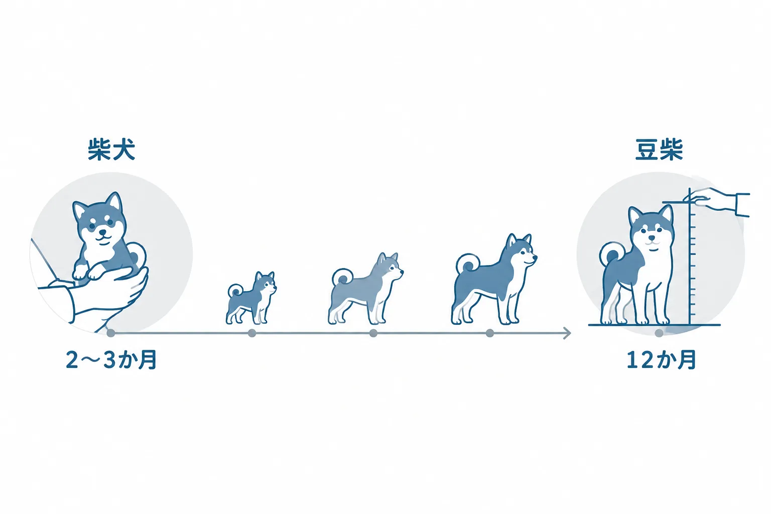 「豆柴」の名前が確定するのはいつか。生後2〜3か月で迎える時点では柴犬の子犬。生後12か月を過ぎてKCJの審査で体高を実測し、合格してはじめて豆柴になる