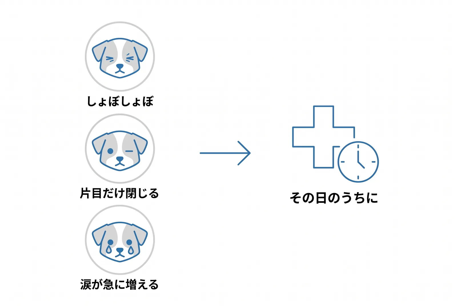 目の急ぐサイン。しょぼしょぼさせる、片目だけ閉じる、涙が急に増える。見たらその日のうちに受診
