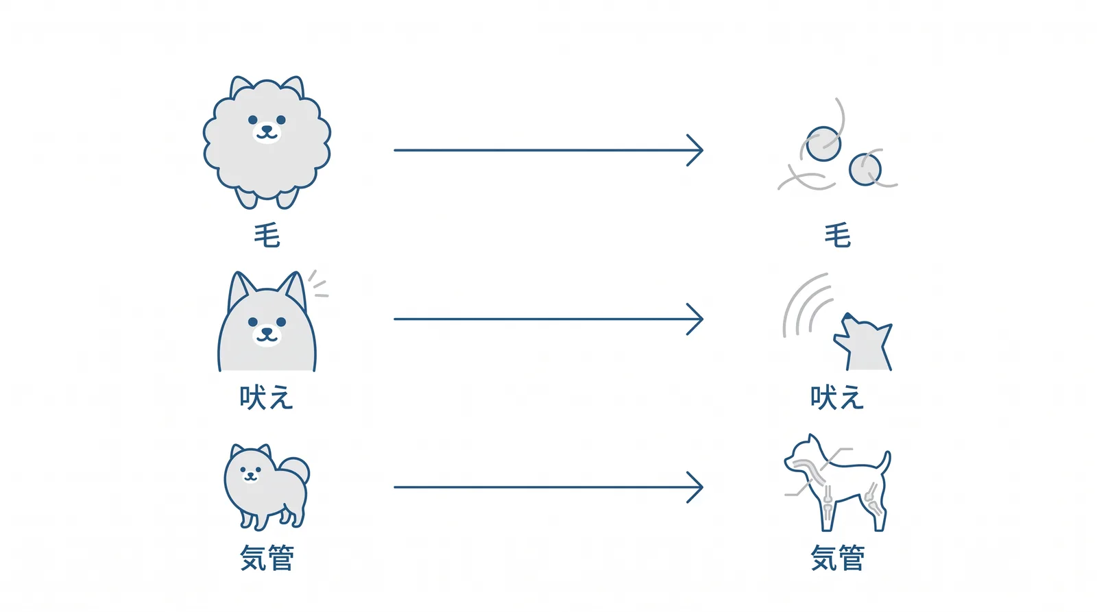 ポメラニアンの3つの特徴が暮らしのどこに効いてくるか。二重の被毛→蒸れて皮膚が荒れる→サマーカットを安易にしない。よく気がつく→吠えが定着しやすい→静かにを先に教える。小さい体→首輪の引きと段差が負担→ハーネスと滑らない床