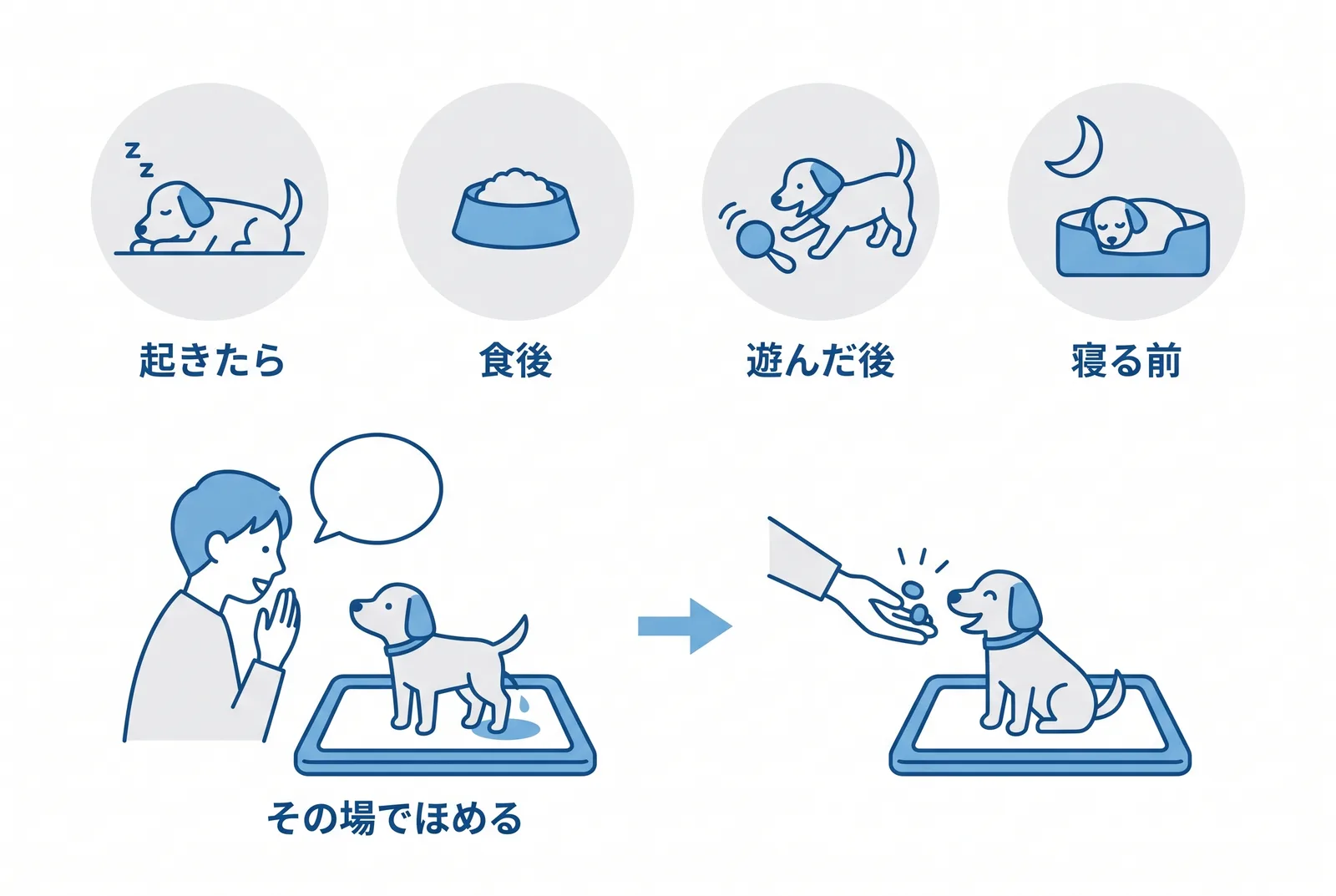 トイレの基本の手順。起きたら・食後・遊んだ後・寝る前に連れて行き、排泄の出始めに号令、その場でほめる