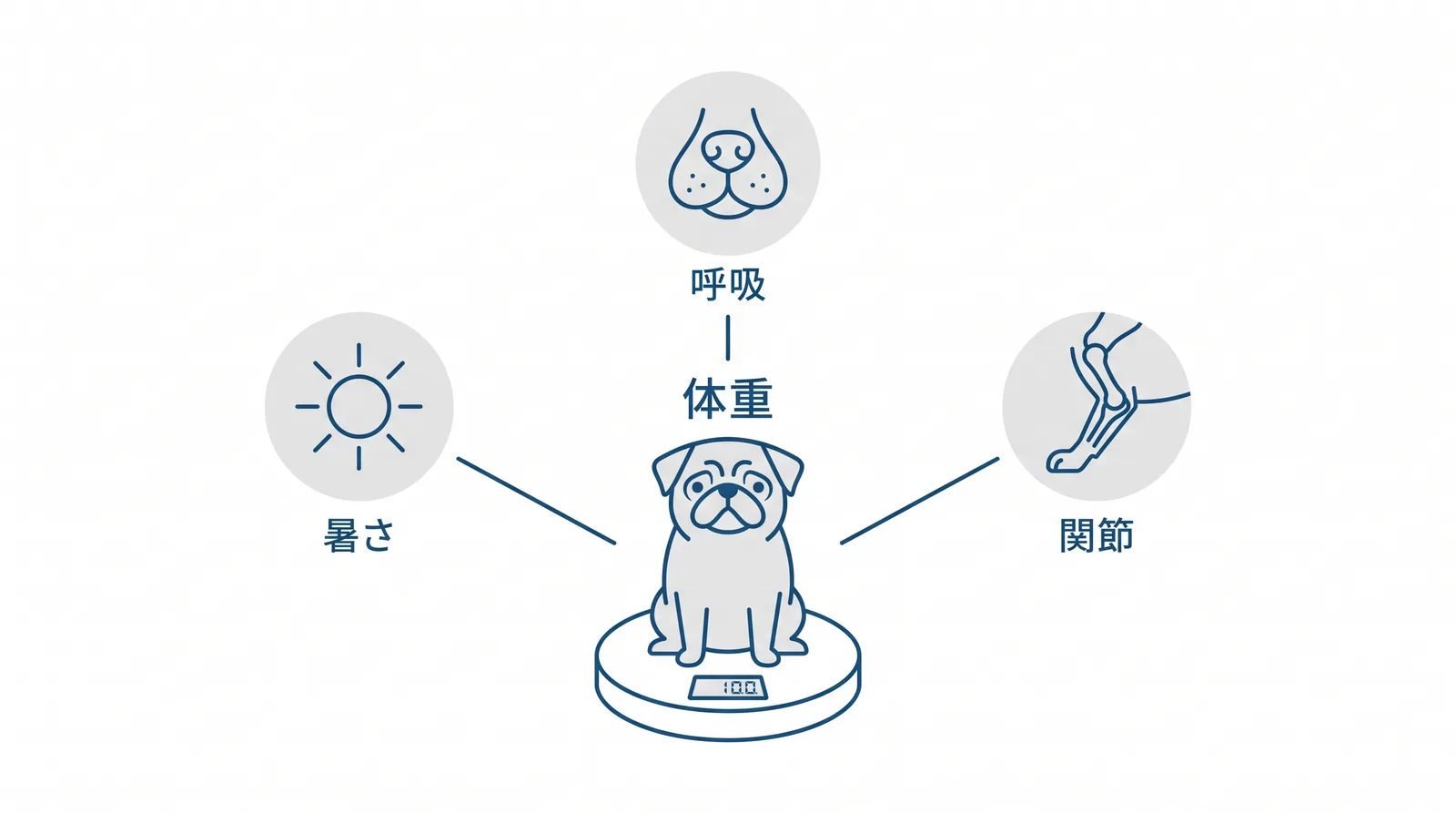 パグは太らせないがすべてに効く。中心に体重を計る(月1回、上から見て腰にくびれ)。呼吸:短頭種、太ると気道がさらに狭くなる。関節:膝と股関節に体重が乗る。暑さ:脂肪は熱を逃がさない
