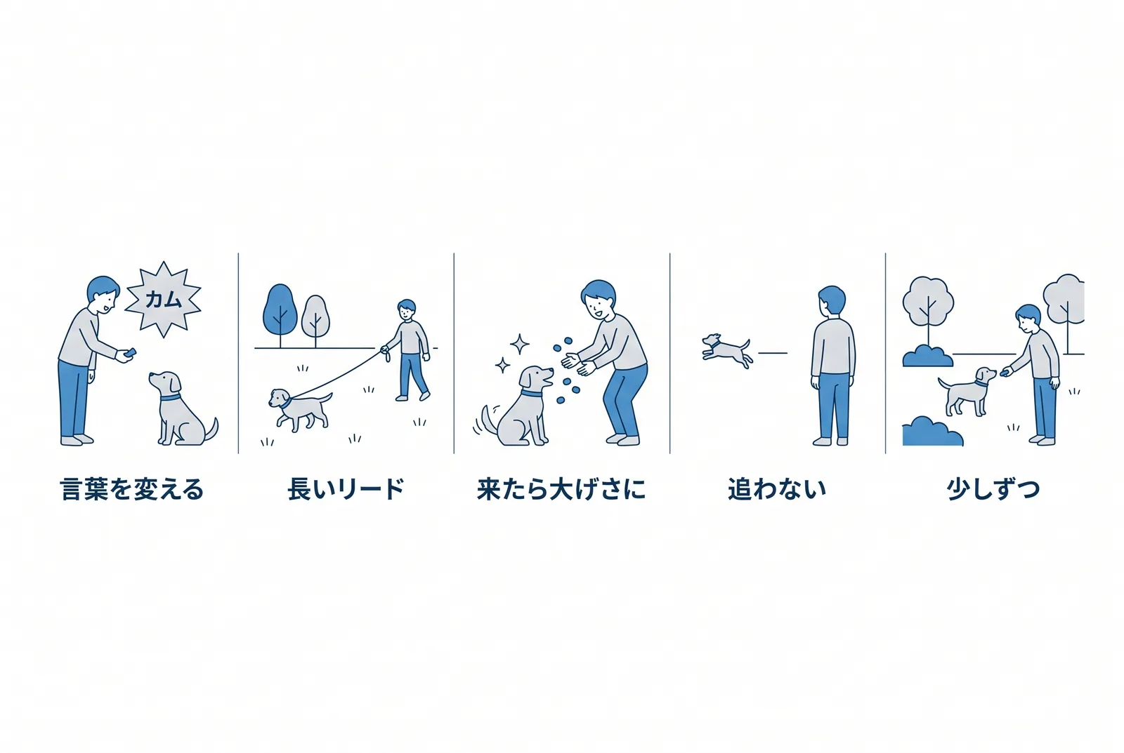 呼び戻しを教え直す五段階。言葉を変える、長いリード、来たら大げさにほめる、来なくても追わない、誘惑は少しずつ