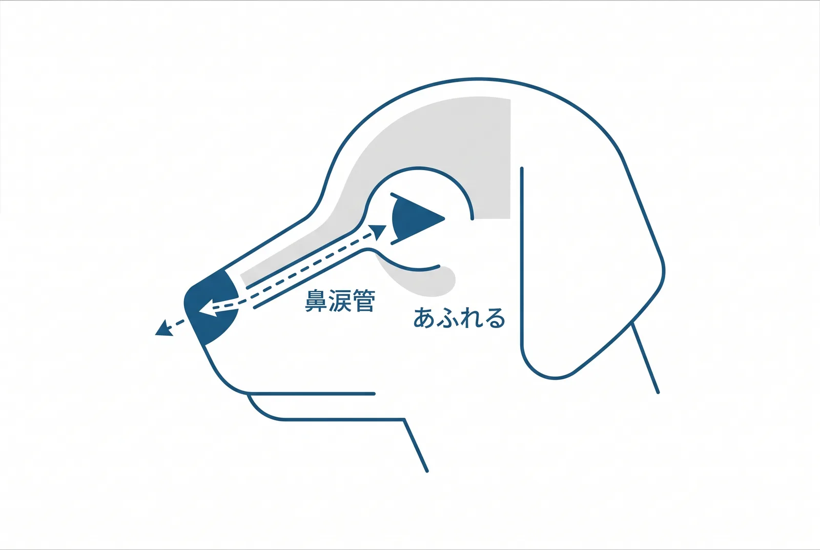 涙は目の内側の角から鼻涙管を通って鼻へ流れる。流れきらない分があふれて、目の下の毛を染める
