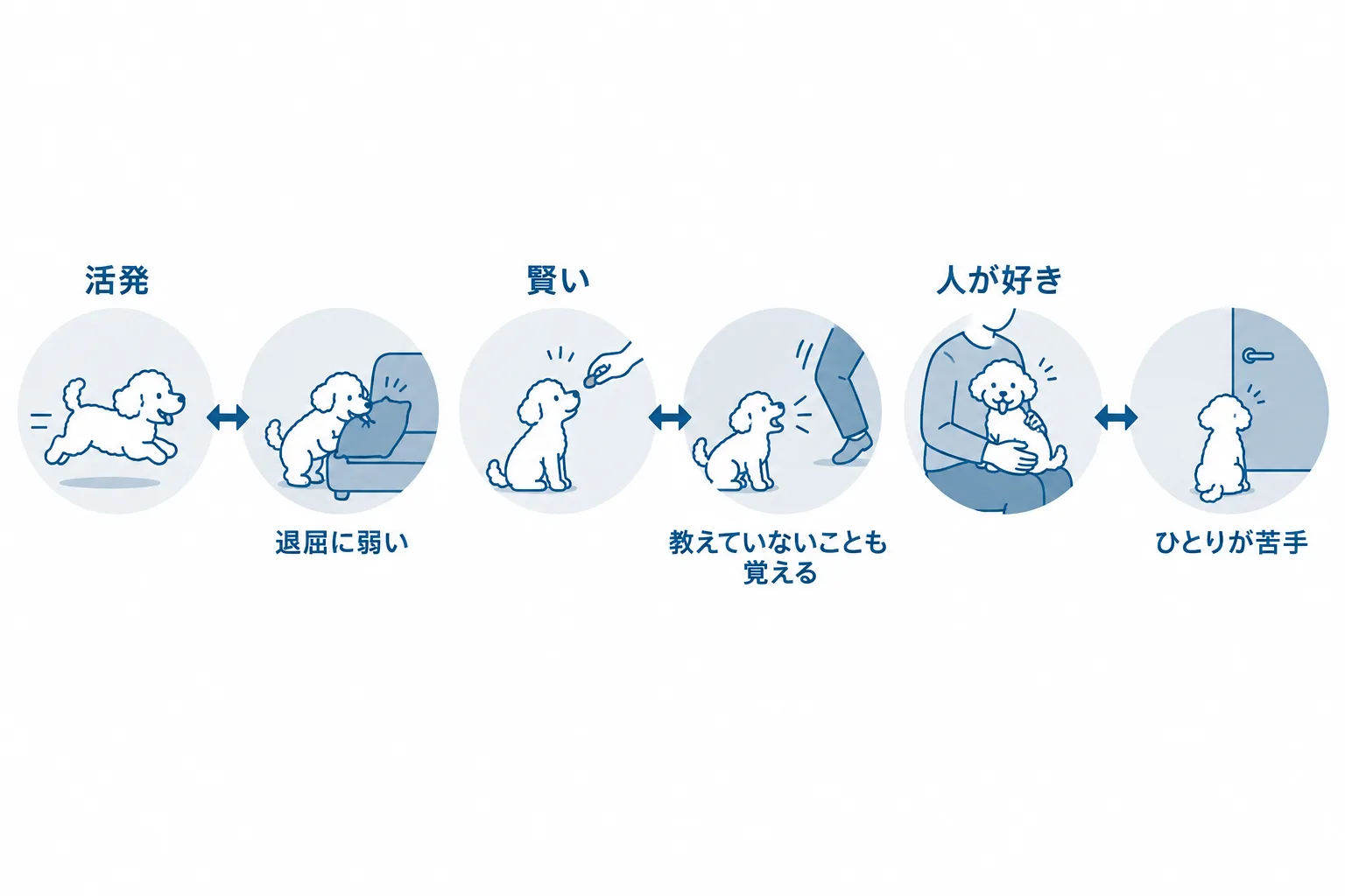 トイプードルの性格3つと、家庭での出方。活発→退屈に弱い、賢い→教えていないことも覚える、人が好き→ひとりが苦手