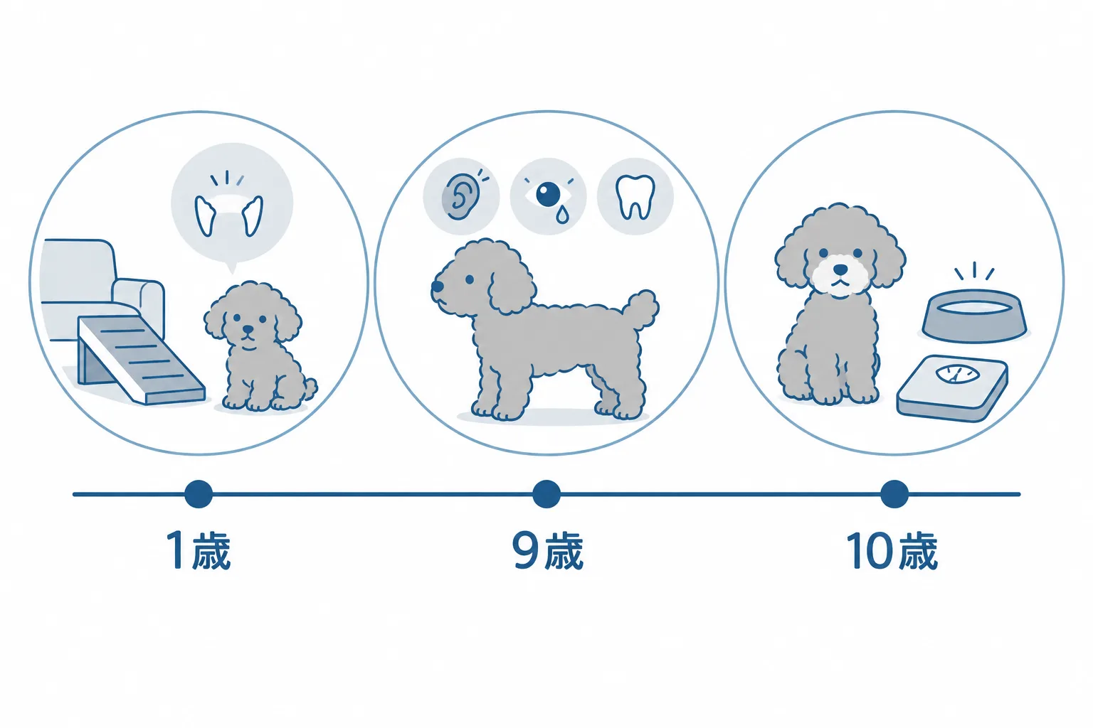 年齢ごとに見るところ。〜1歳：前足と歩き方と乳歯、1〜9歳：皮膚と耳と涙と歯、10歳〜：水の量と目と体重