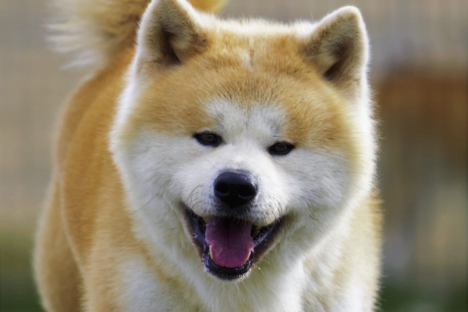 口を開けてこちらを見る赤毛の秋田犬の顔