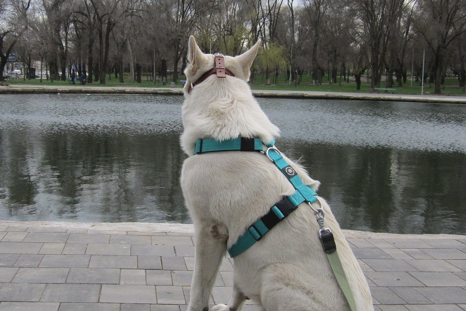 胴にハーネスを着けた犬。リードの力が首ではなく胴にかかる