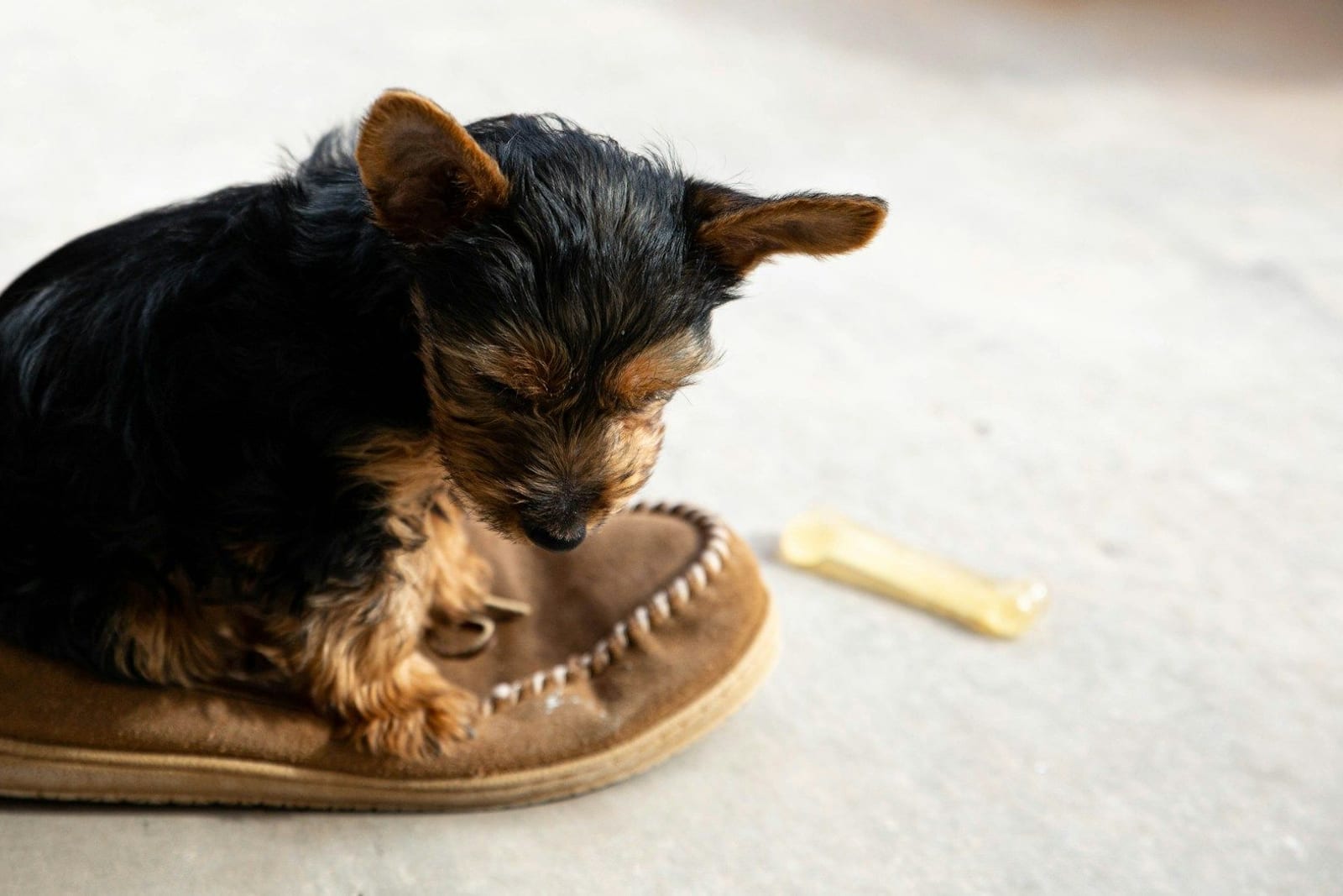 室内でスリッパに乗り、かじっているヨークシャーテリアの子犬
