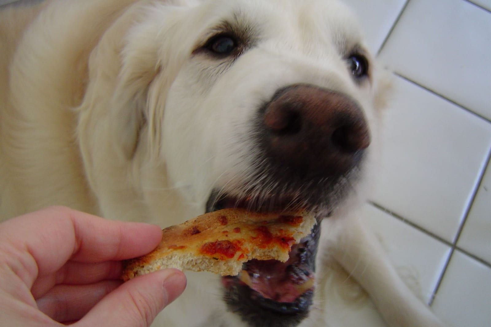 ピザの耳を食べるゴールデンレトリバー
