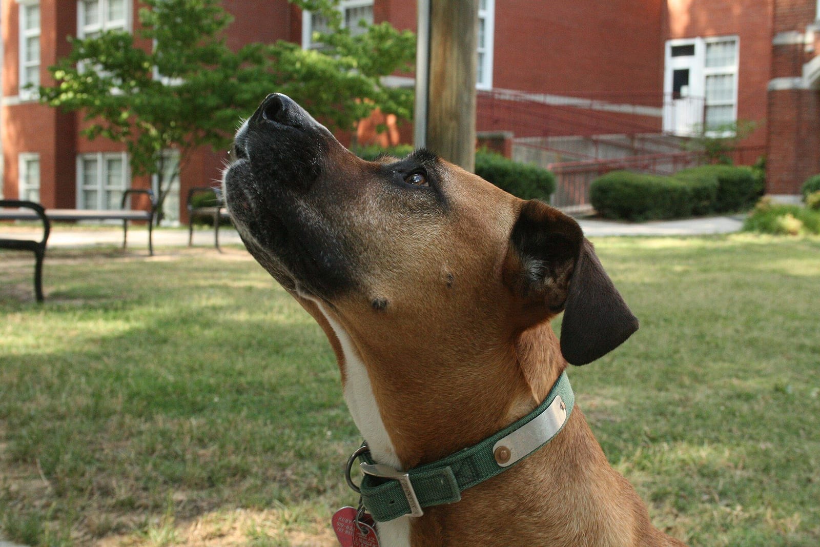 芝生の上で座り、前を見上げている茶色の中型犬