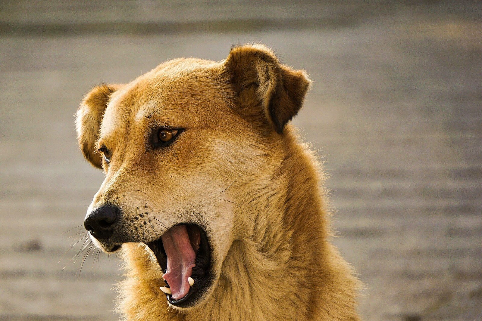 あくびをする茶色い犬