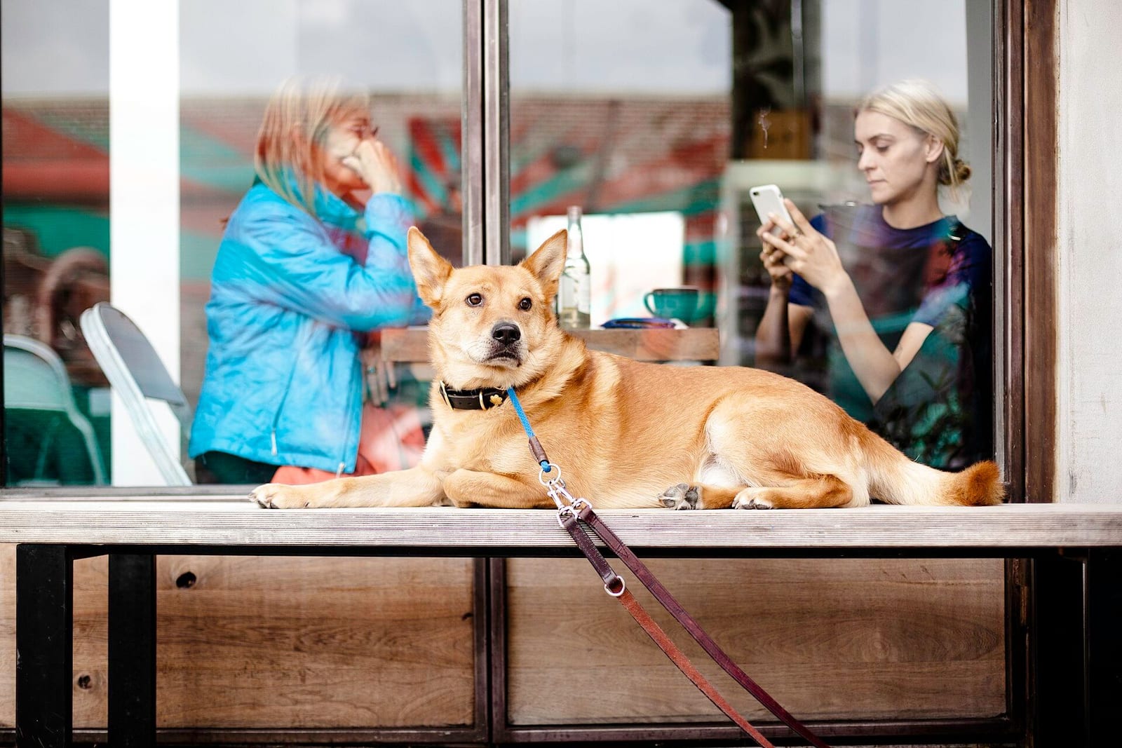カフェの前でリードにつながれて待つ犬