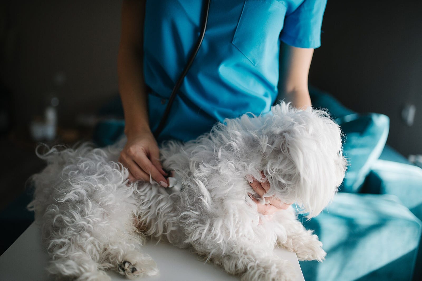 聴診器で白い犬を診る獣医師