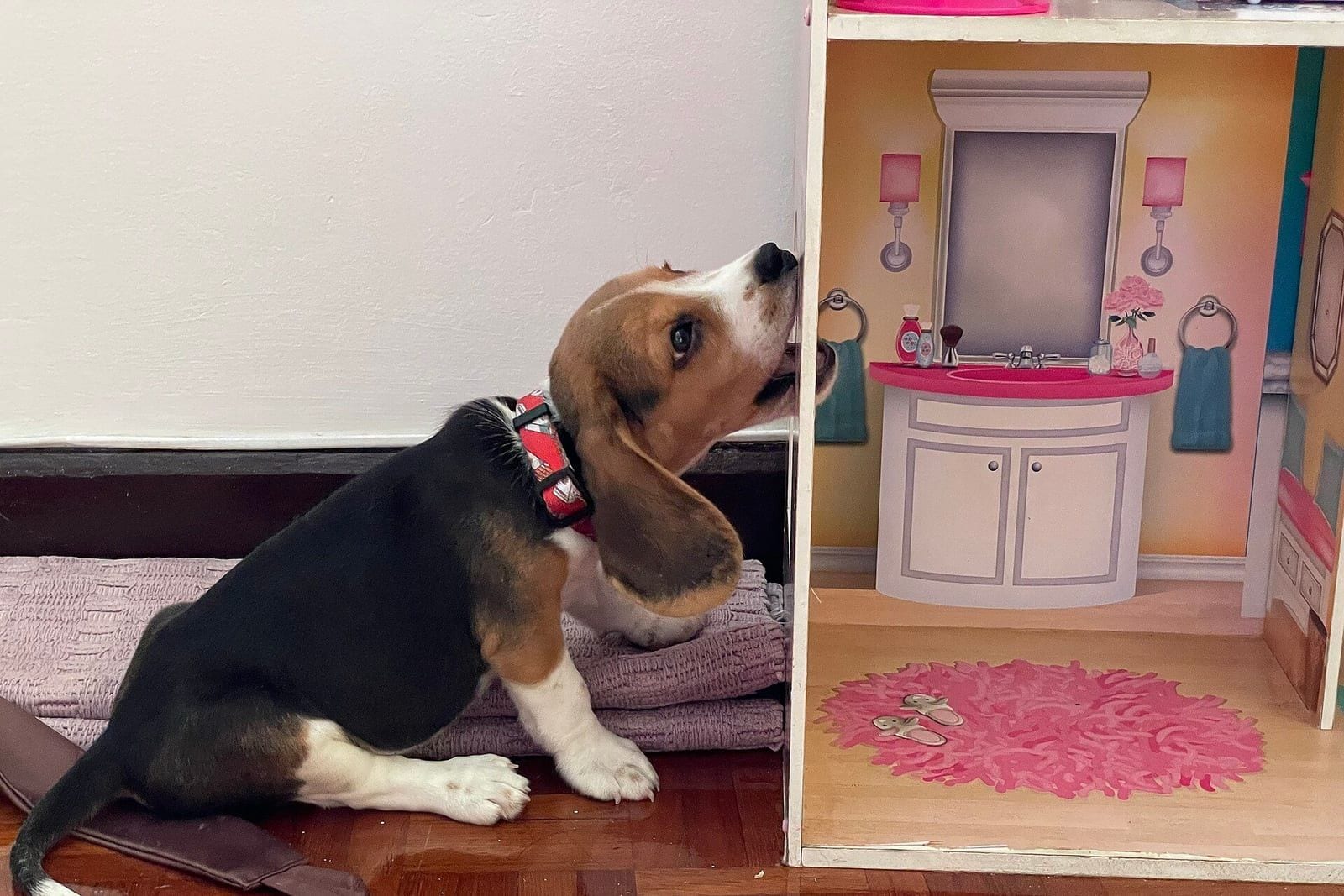 室内でドールハウスに鼻を近づけてかじろうとするビーグルの子犬