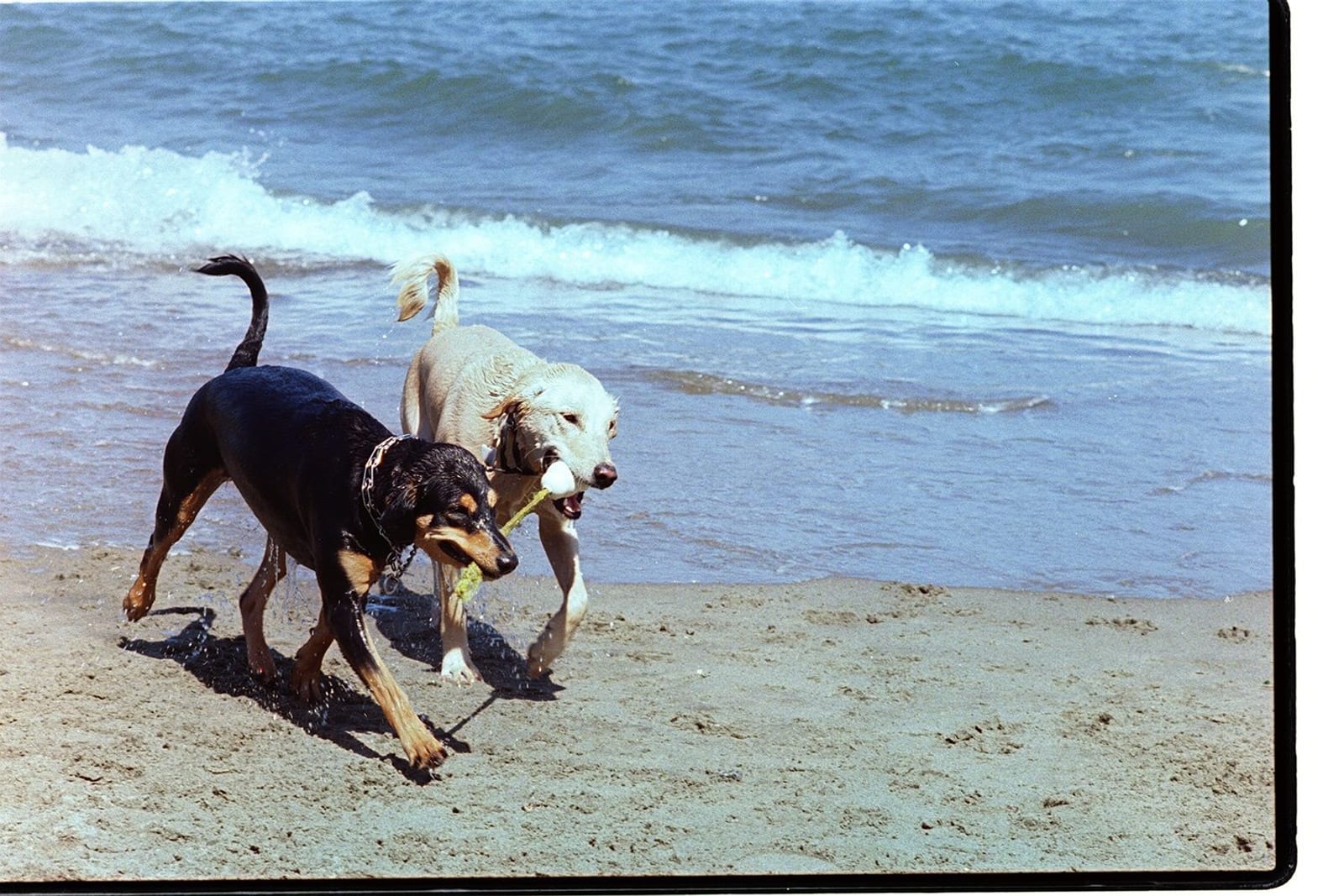 砂浜で並んで走る二頭の犬