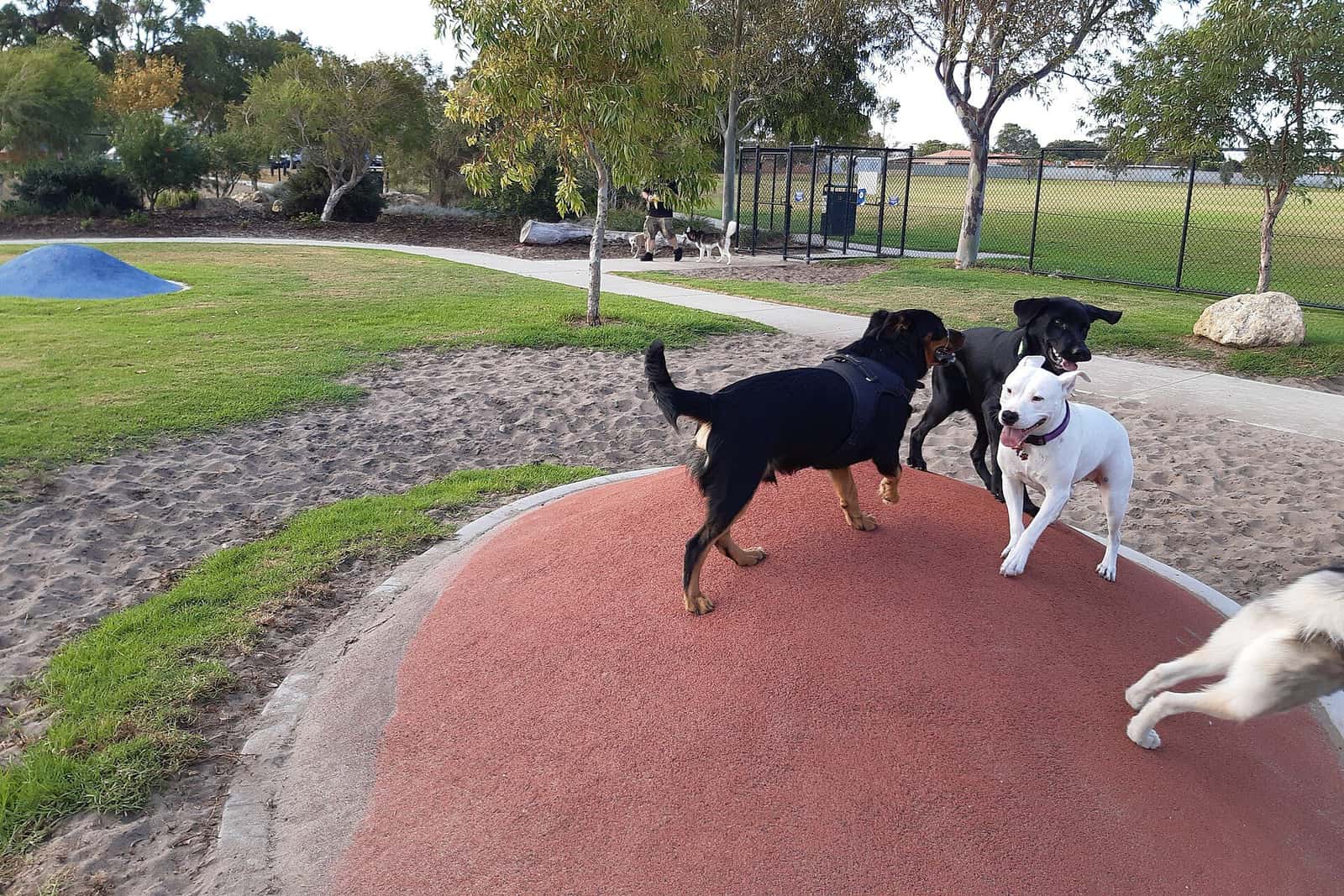 公園のドッグランで、赤い盛り土の上で追いかけっこをする3匹の犬