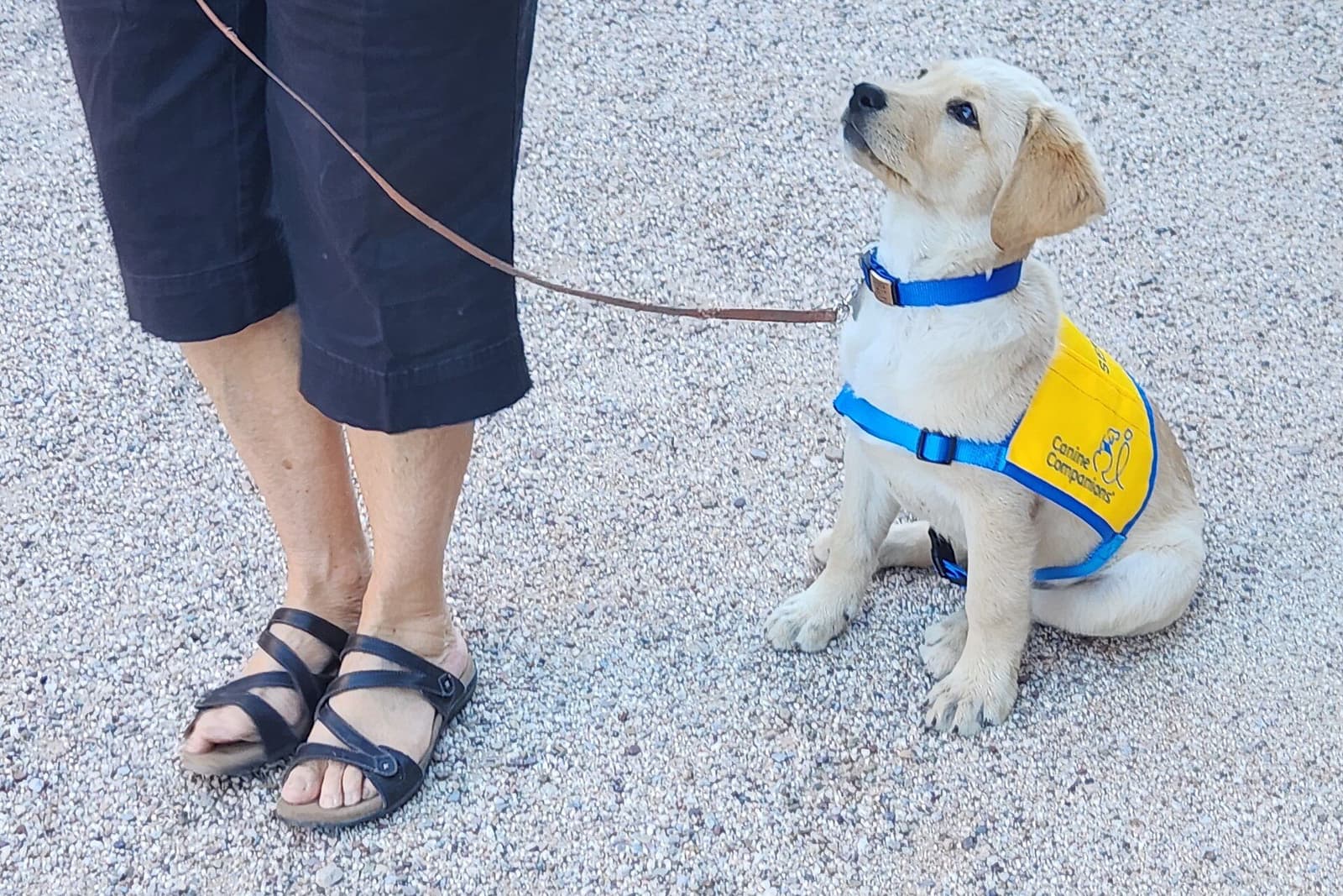 リードをつけて飼い主を見上げる生後三か月の子犬