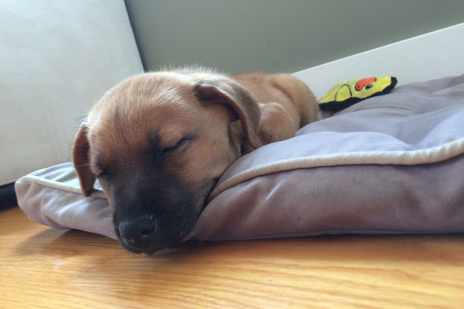 クッションの上で眠る子犬