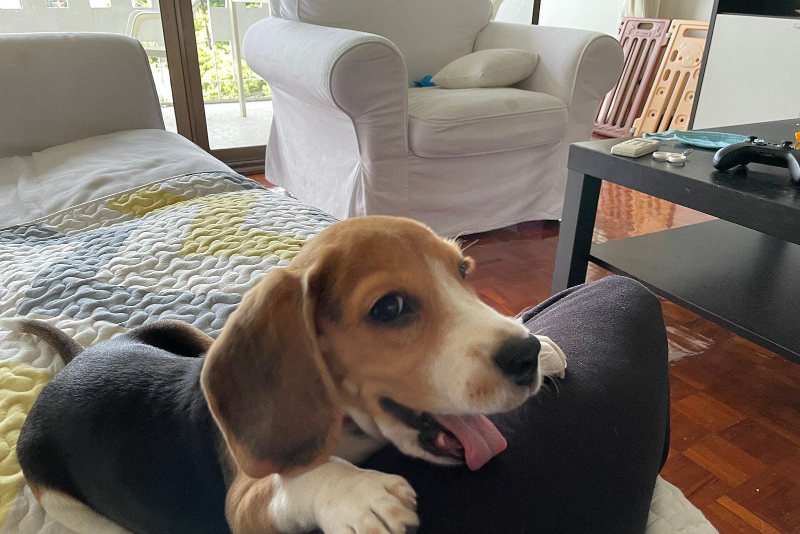 ソファの背にあごを乗せるビーグルの子犬