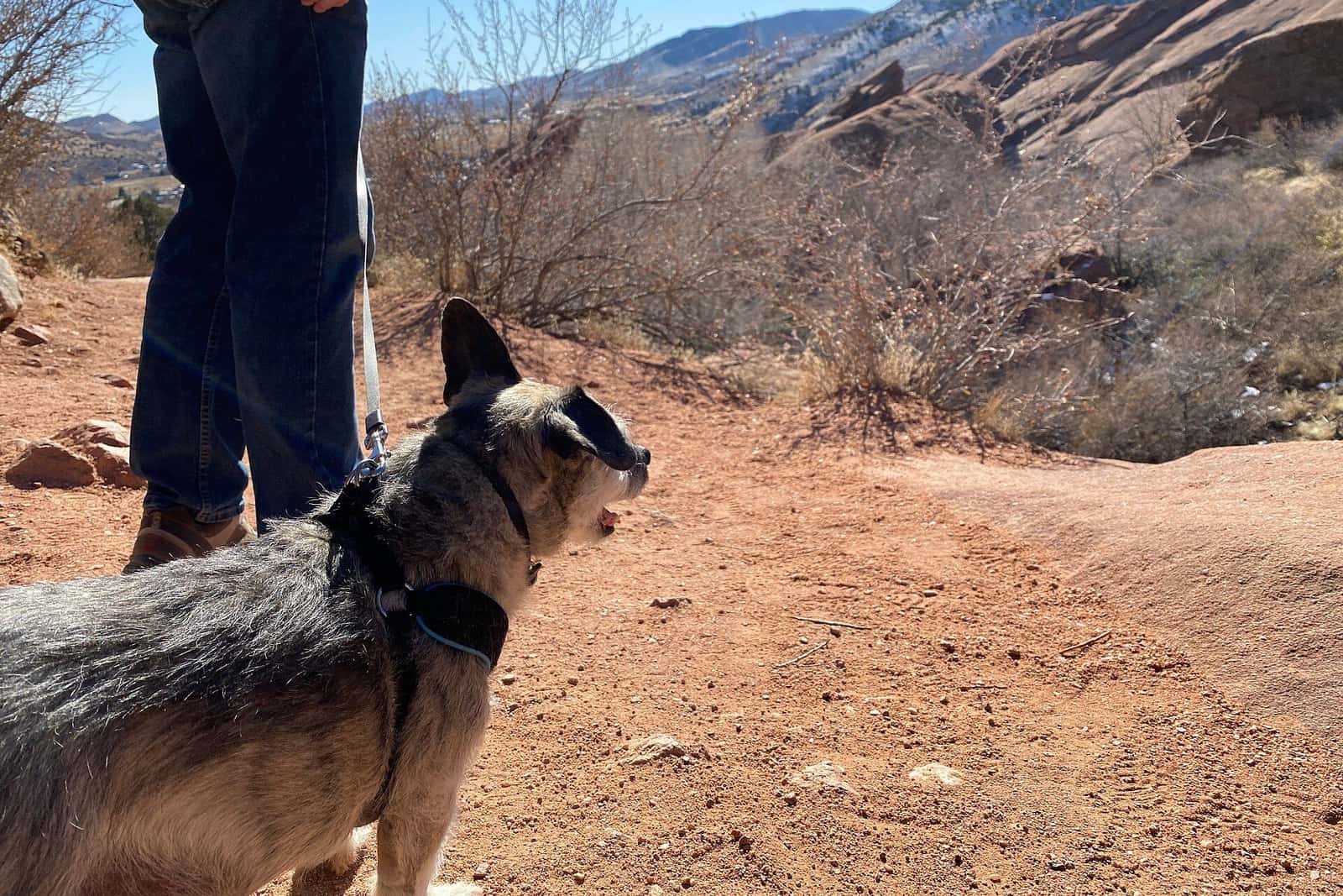リードをつけて山道を歩く犬