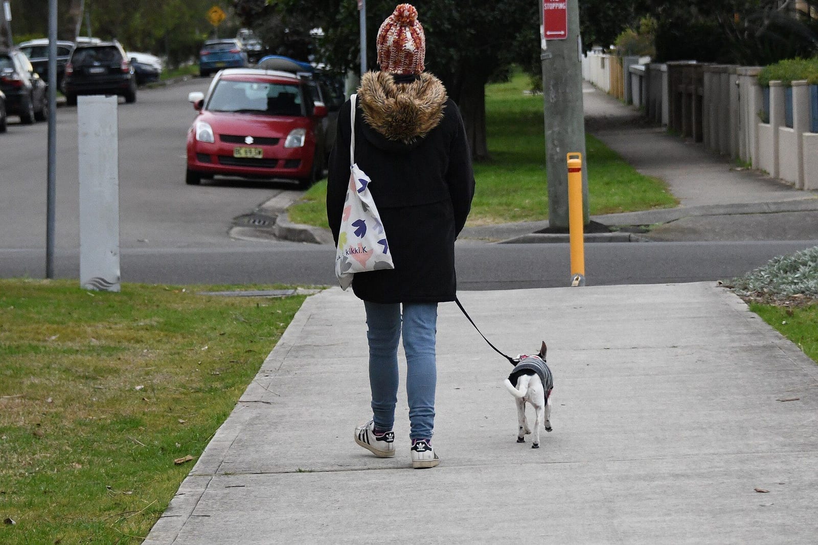 歩道でリードをゆるめて小型犬と歩く女性