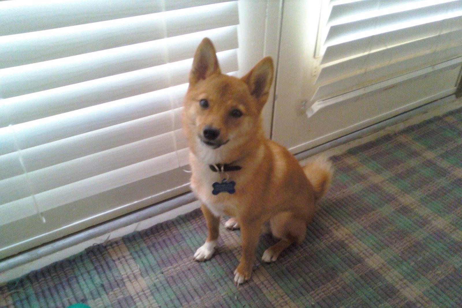 室内のラグの上に座って、こちらを見上げる赤毛の若い柴犬