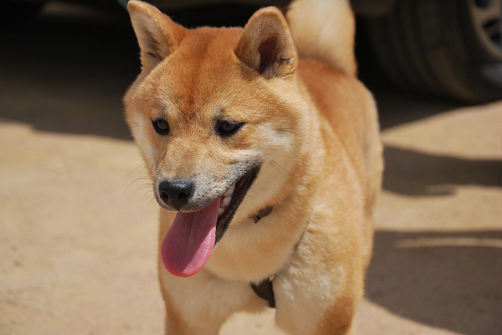 舌を出してこちらに歩いてくる、生後7か月の赤毛の柴犬