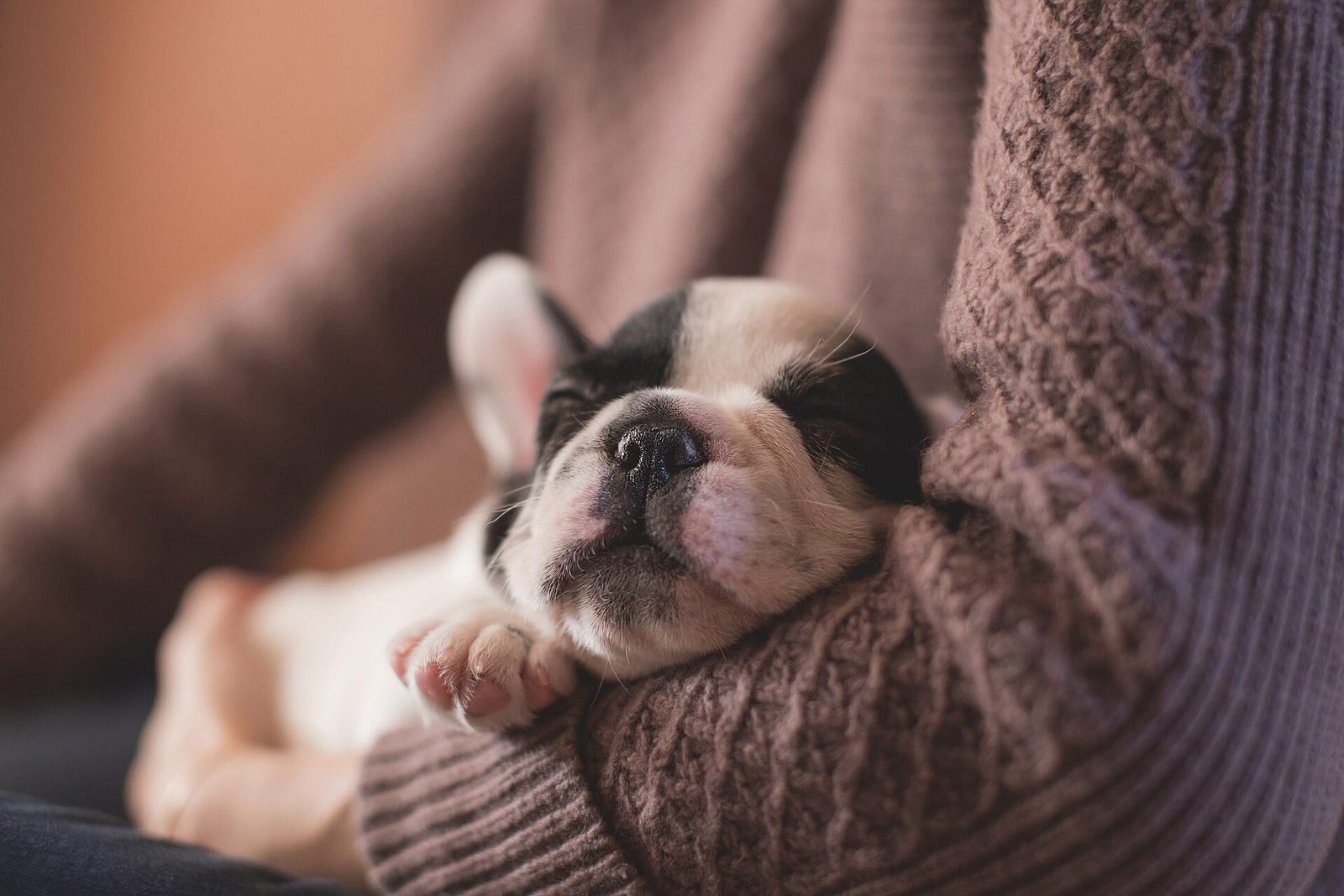 腕の中で眠る子犬を抱く女性