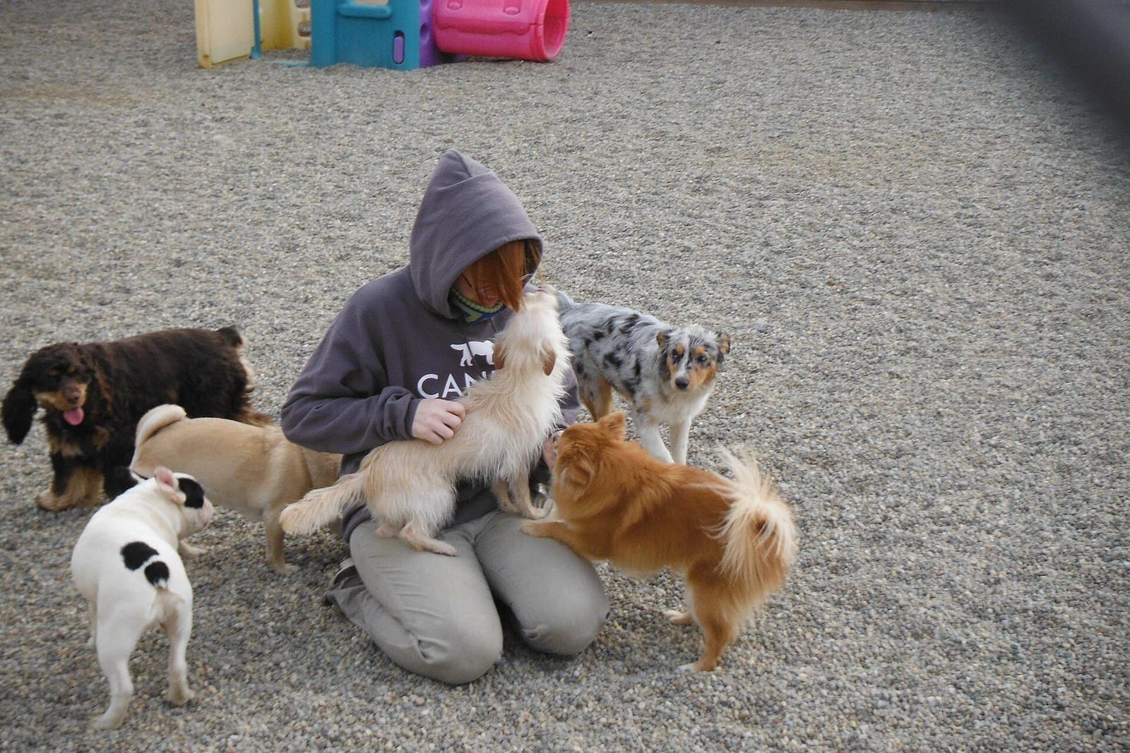 砂利敷きの運動場で、スタッフのまわりに集まる小型犬たち