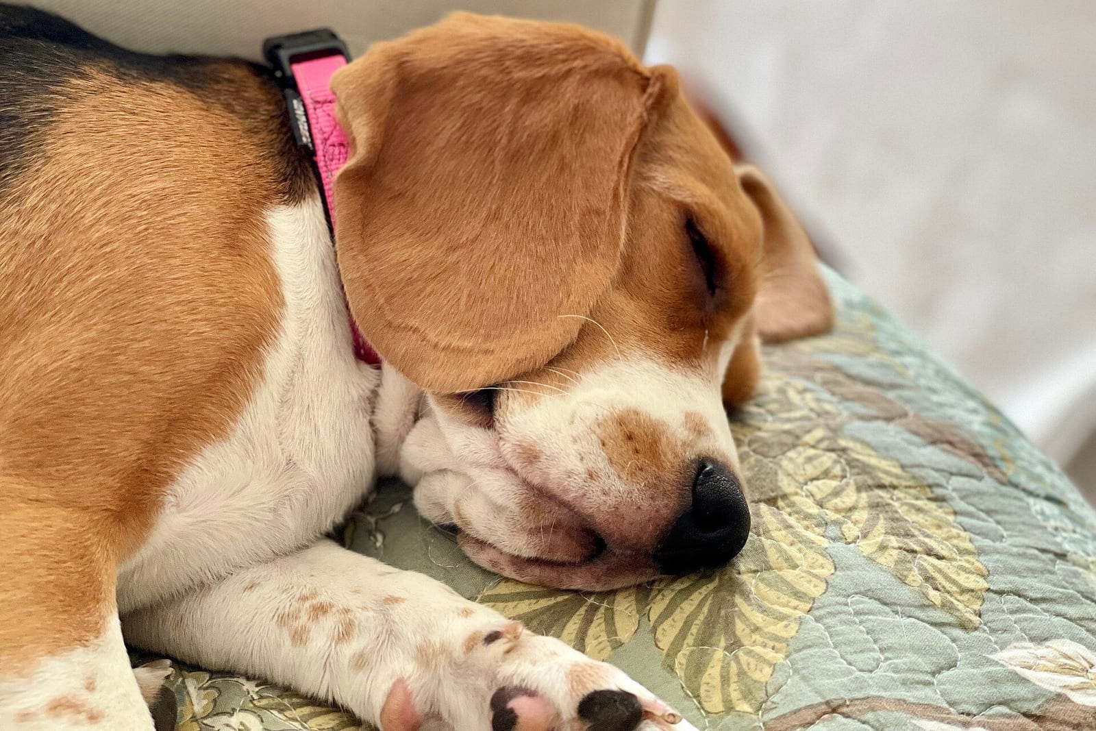 床で丸くなって眠るビーグルの子犬