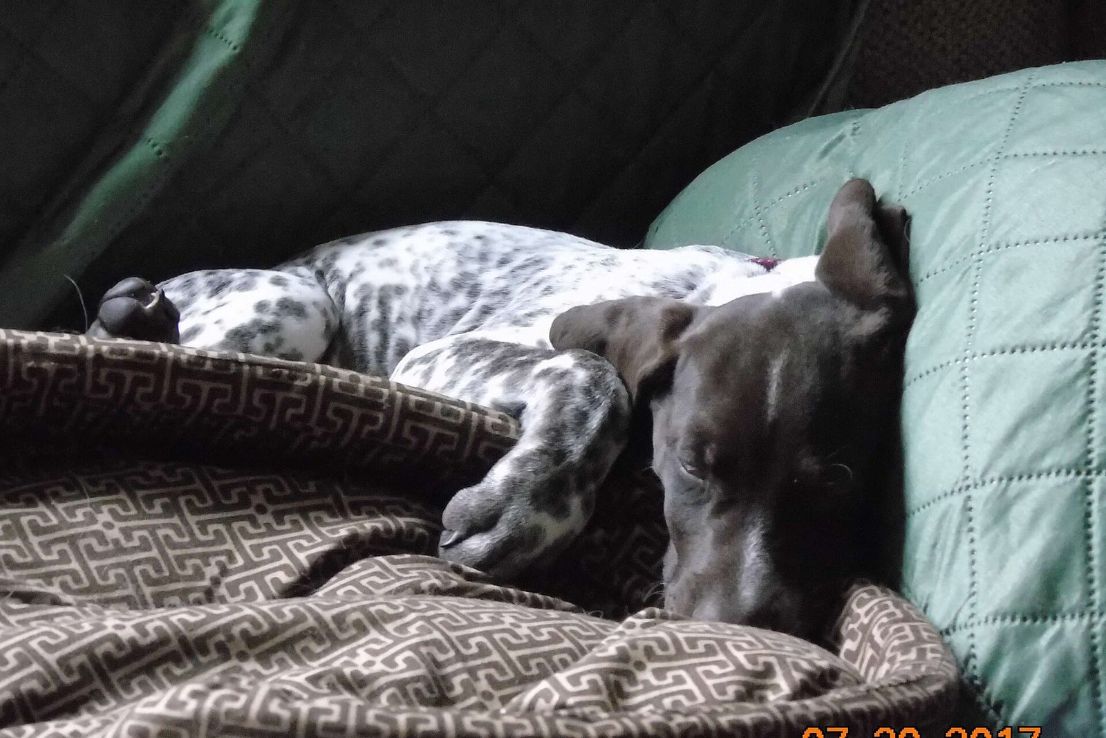 ソファの上で眠る生後十週の子犬