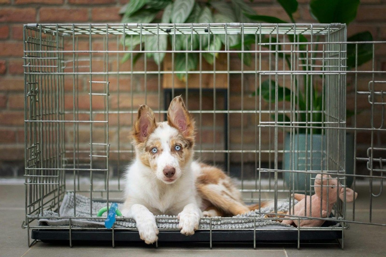 クレートの中からおもちゃと一緒にこちらを見上げる子犬