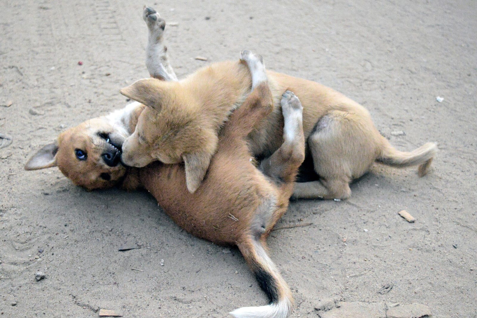 取っ組み合って遊ぶ2匹の子犬