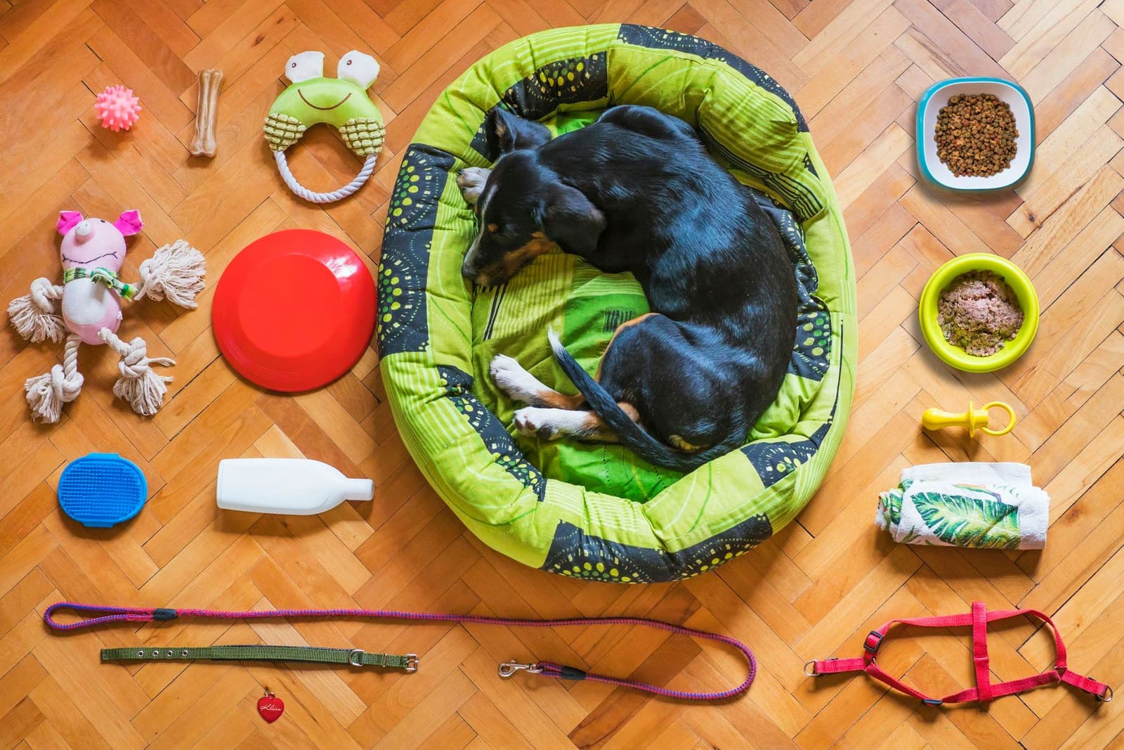 犬用ベッドで眠る子犬のまわりに、リード・首輪・おもちゃ・フードなどお迎え用品を並べたフラットレイ