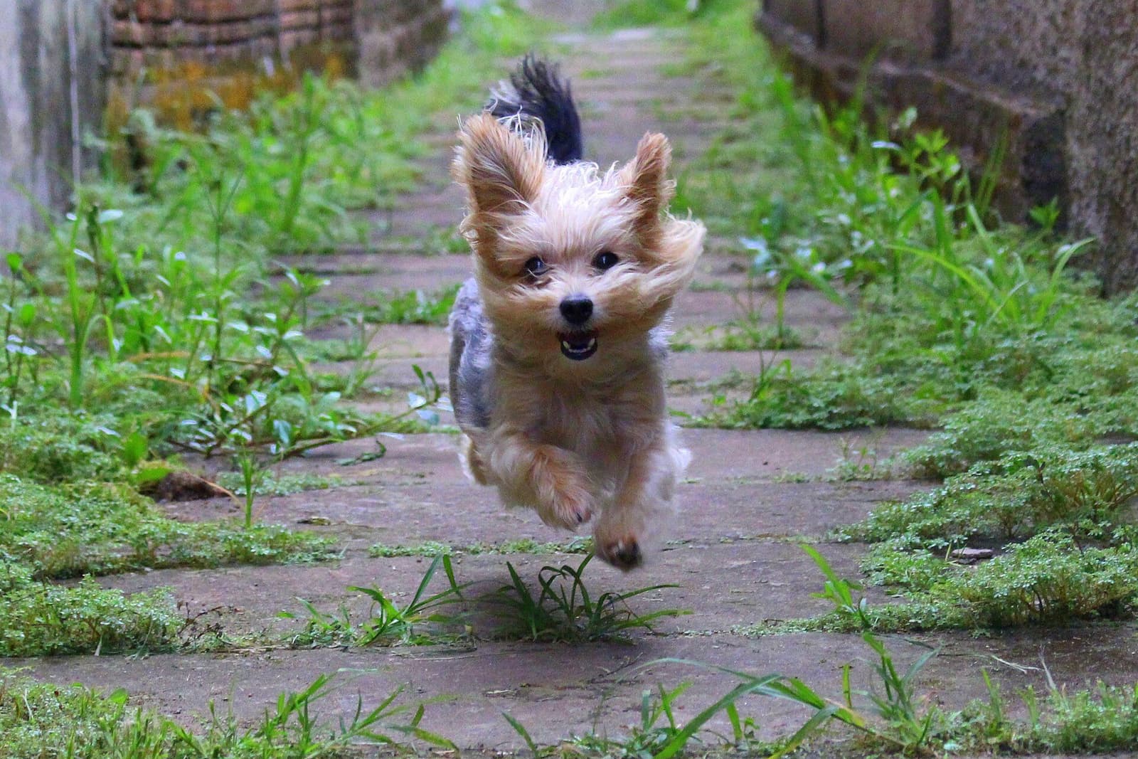 飼い主に向かって走ってくる犬