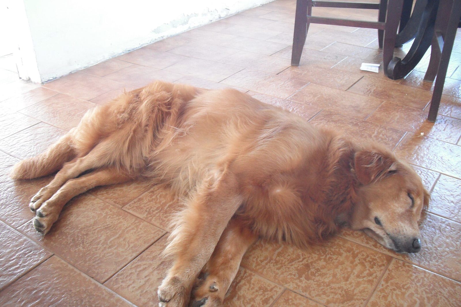 タイルの床に伏せて眠るゴールデンレトリバーのシニア犬