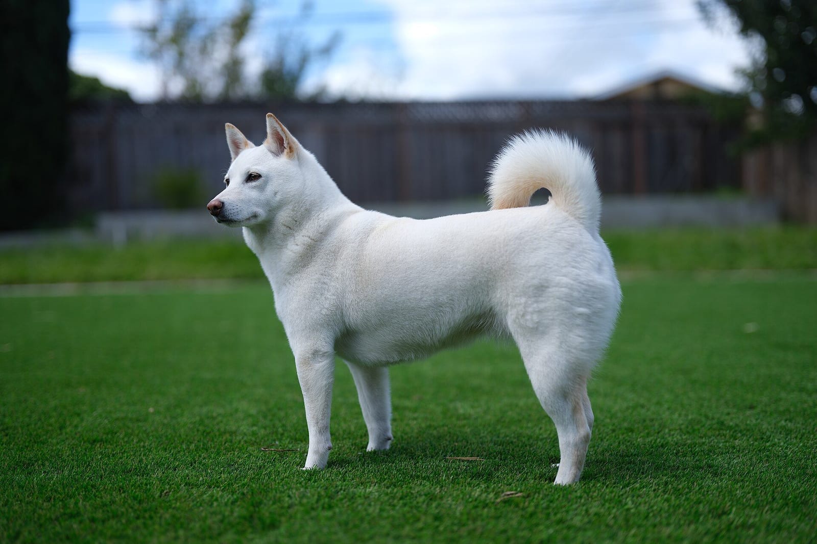 人工芝の庭に立つ、クリーム色の柴犬の横姿