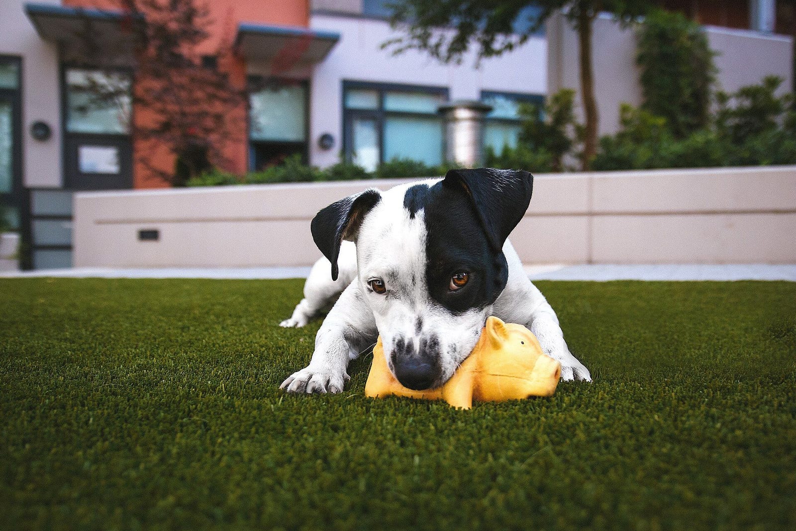布のおもちゃをくわえて遊ぶ子犬