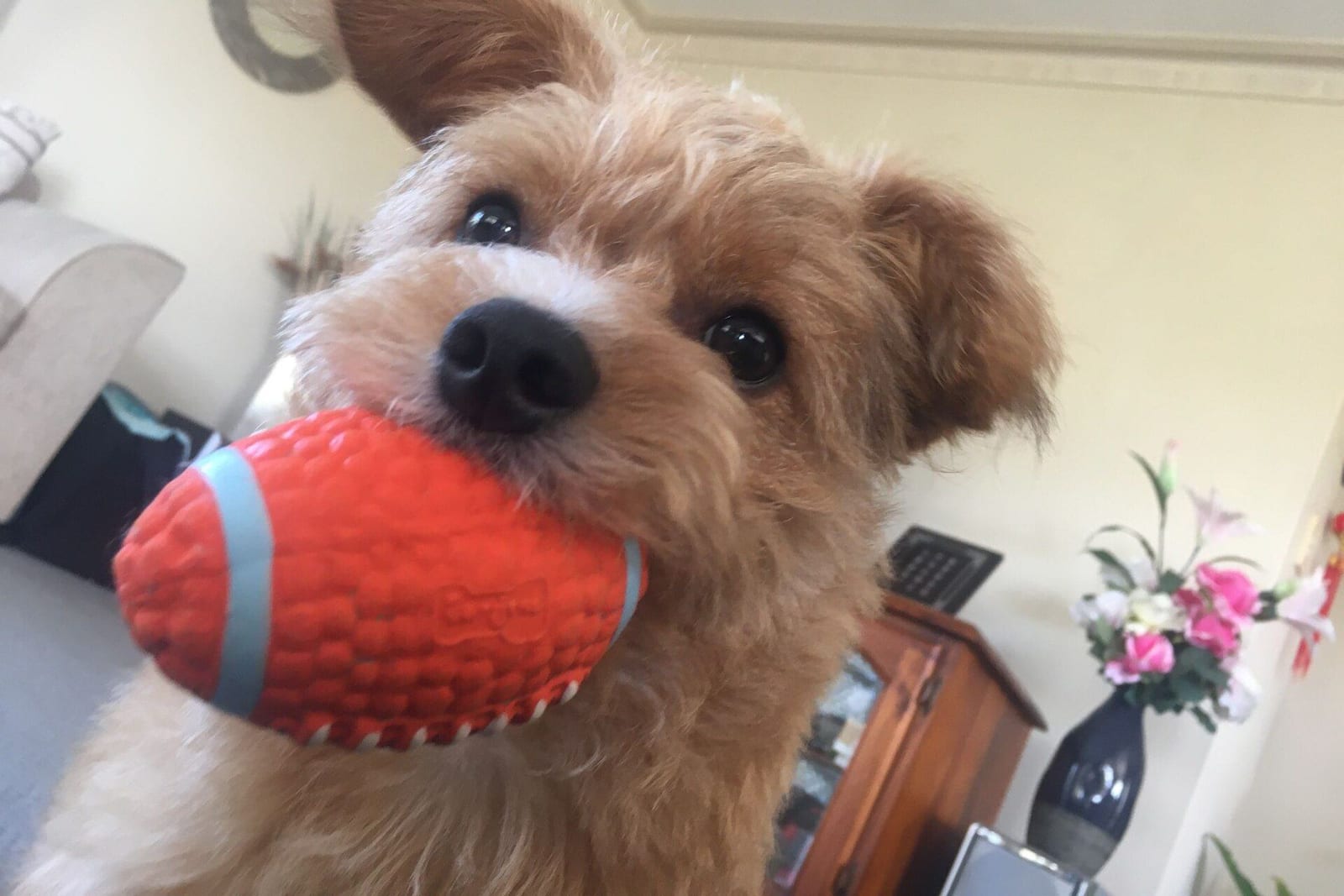 音の鳴るおもちゃを噛む白黒の犬