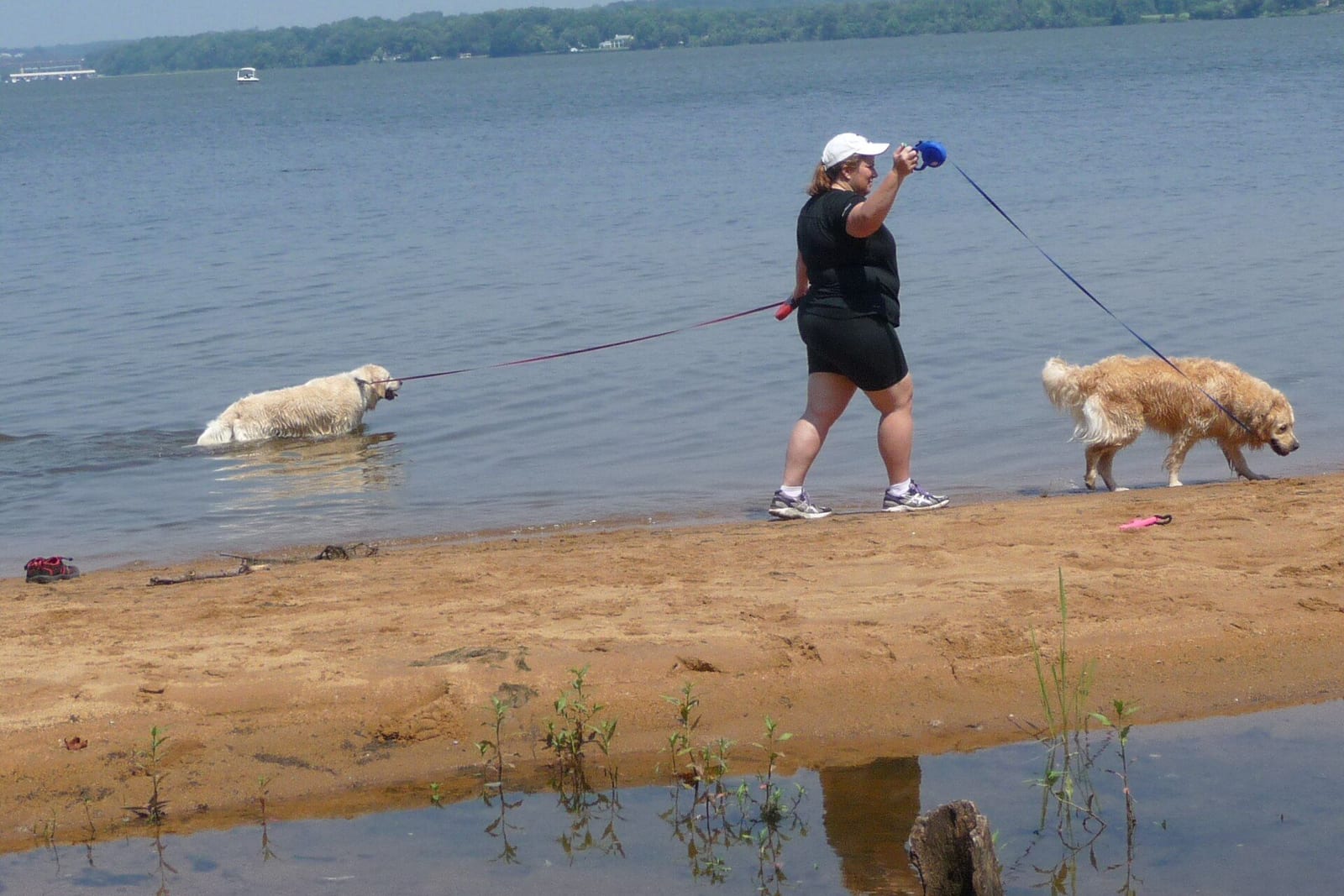 水辺の道でリードをつけて散歩する犬と飼い主
